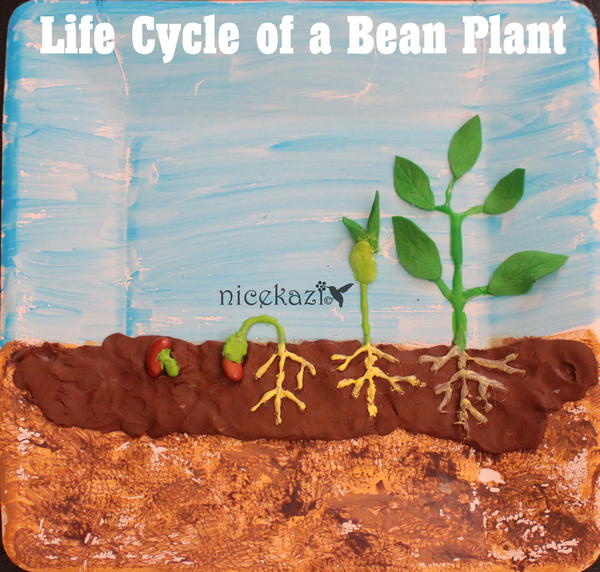 Life Cycle of a Bean Plant Life Cycle of a Bean Plant