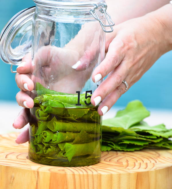 Labneh or Goat Cheese Stuffed Grape Leaves Preserved in Oil Labneh or Goat Cheese Stuffed Grape Leaves Preserved in Oil