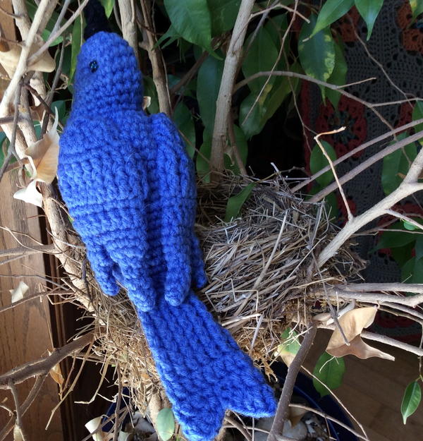 Mountain Bluebird Mountain Bluebird