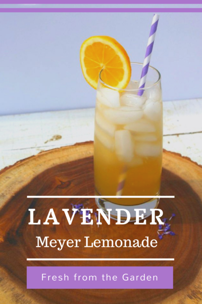 How to Make Lavender Meyer Lemonade Fresh from Your Garden How to Make Lavender Meyer Lemonade Fresh from Your Garden