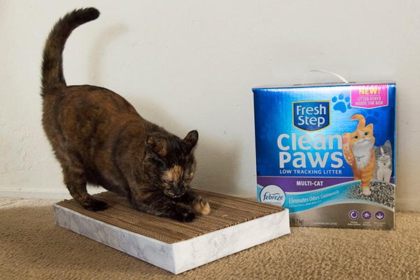 DIY Upcycled Cat Scratcher DIY Upcycled Cat Scratcher