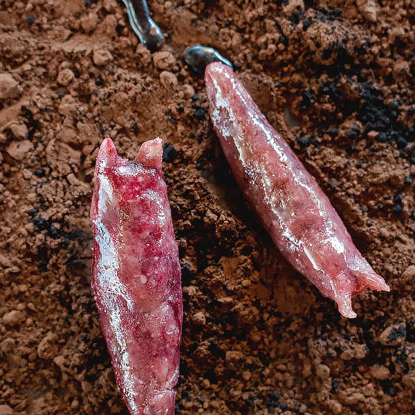 Creepy Marzipan Insect Creepy Marzipan Insect