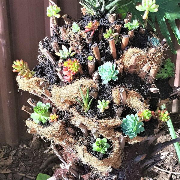 DIY Succulent Tree DIY Succulent Tree