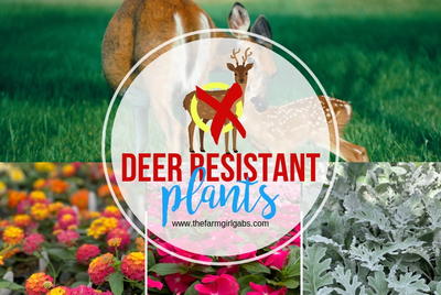 Deer Resistant Plants For Your Garden Deer Resistant Plants For Your Garden