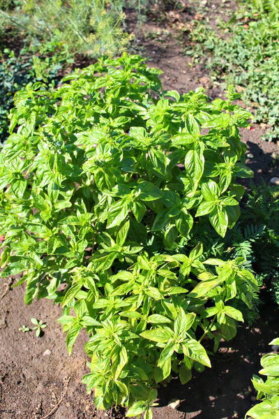 How to Pick Basil How to Pick Basil