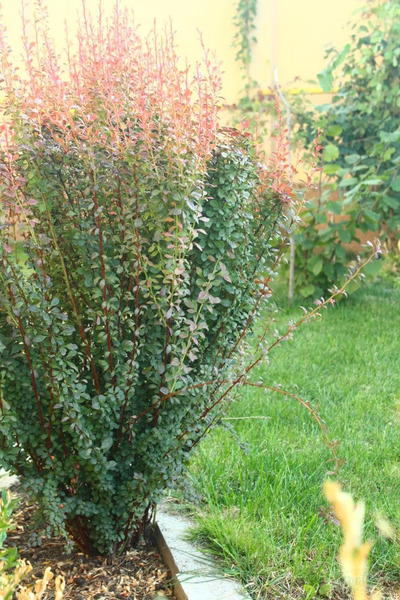 Fall Garden Preparation Fall Garden Preparation