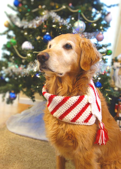 Crochet Christmas Candy Cane Dog Scarf Crochet Christmas Candy Cane Dog Scarf