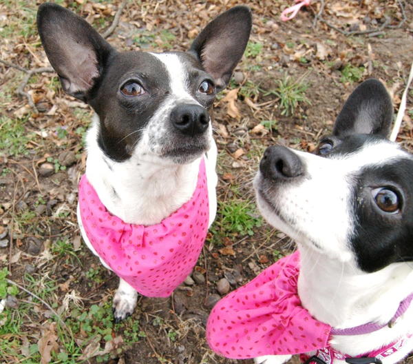 Puppy Bandannas For Your Fur-ever Valentine Puppy Bandannas For Your Fur-ever Valentine