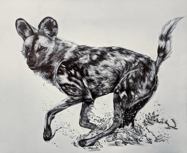 The majestic African Wild Dog aka Painted Hunting Dog. Drawn in ballpoint pen.