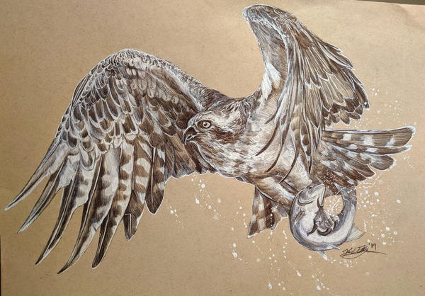 An osprey catching a fish. Drawn in ballpoint pen.