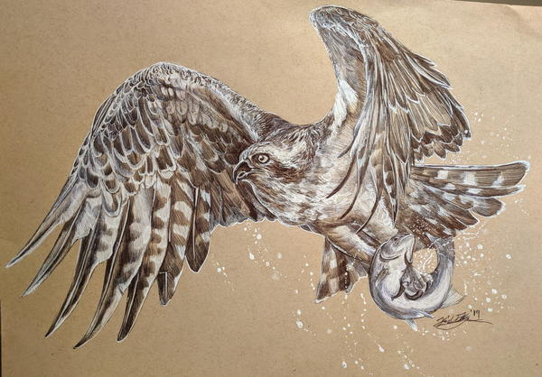 An osprey catching a fish. Drawn in ballpoint pen. An osprey catching a fish. Drawn in ballpoint pen.