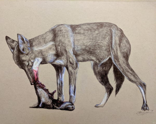 The endangered Ethiopian Wolf. They are the world's rarest canid species. Drawn in ballpoint pen. The endangered Ethiopian Wolf. They are the world's rarest canid species. Drawn in ballpoint pen.