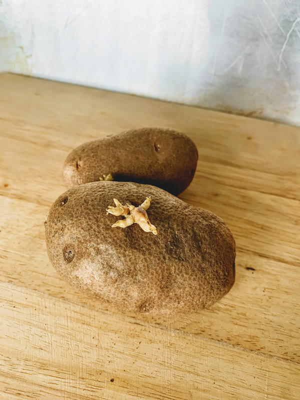Sprouted potatoes can still be eaten. Just cut off the sprout and cook.
