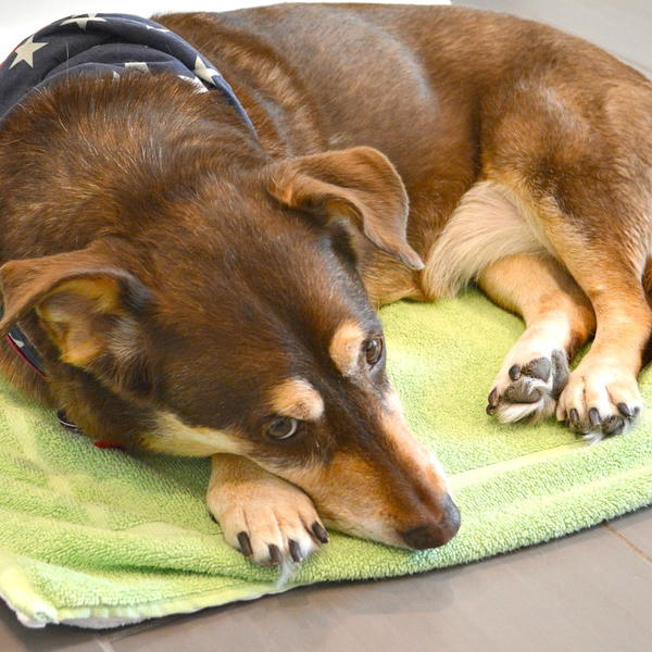 Diy Dog Cooling Mat Diy Dog Cooling Mat