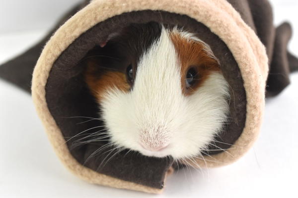 Cute DIY Pet Blanket Costume Cute DIY Pet Blanket Costume