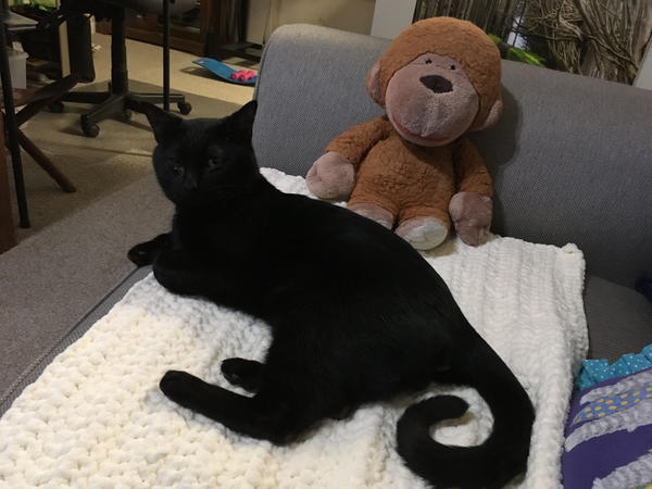 Pet Blankets Pet Blankets