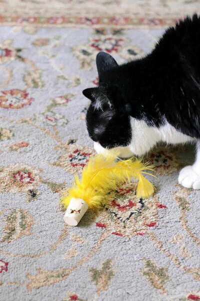 Cork Cat Toys For Indoor Cats Cork Cat Toys For Indoor Cats