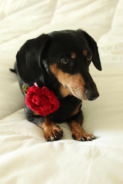 Mini Puppy Rose Mini Puppy Rose