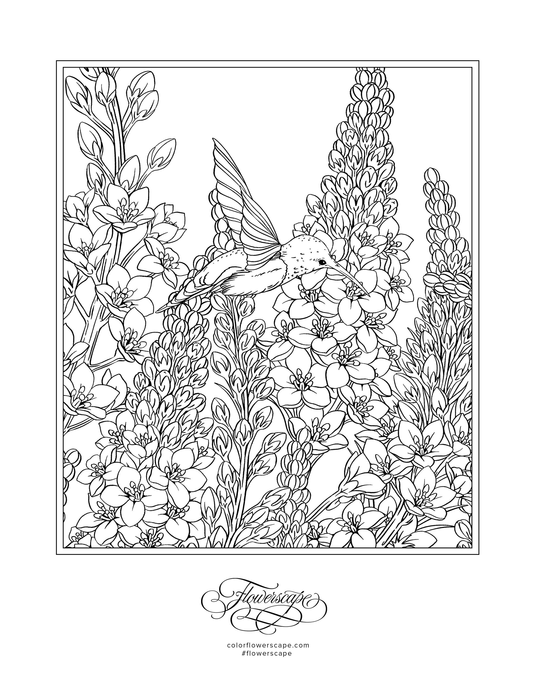 Hummingbird Coloring Page | FaveCrafts.com