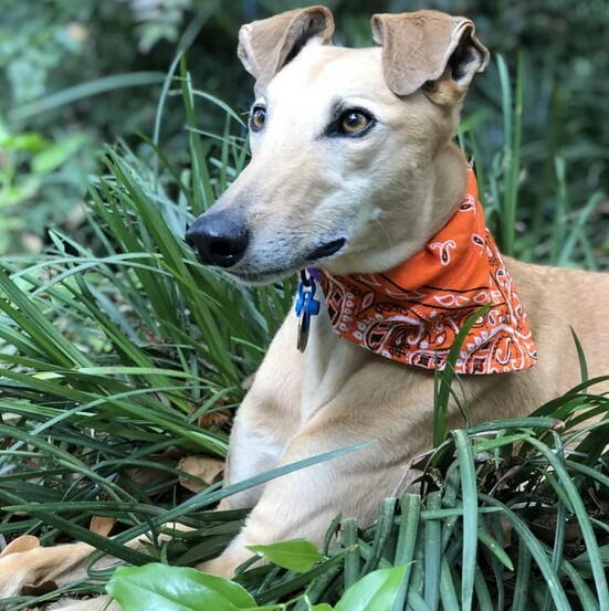 Over-the-Collar DIY Dog Bandana Over-the-Collar DIY Dog Bandana