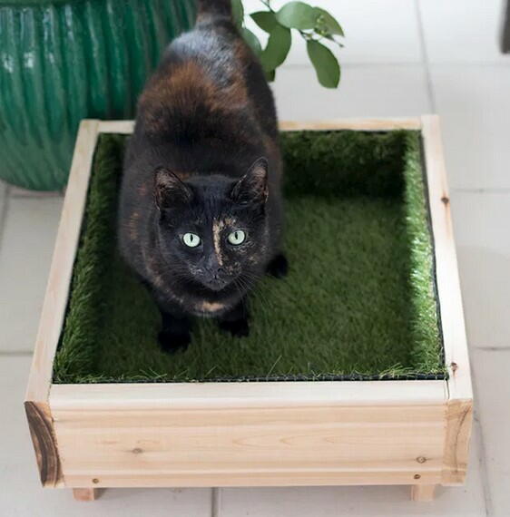 diy cat grass bed