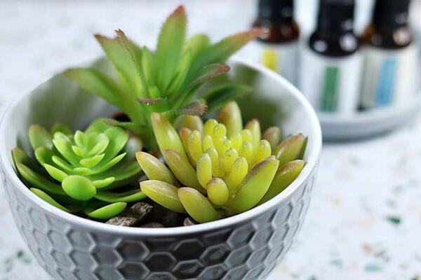 Succulent Essential Oil Diffuser Succulent Essential Oil Diffuser