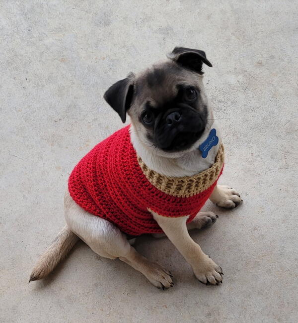 Pug Puppy Sweater Pug Puppy Sweater