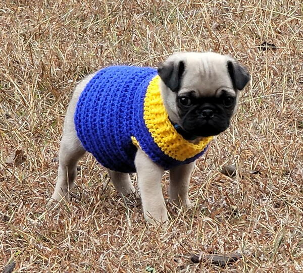 Pug Puppy Sweater Pug Puppy Sweater