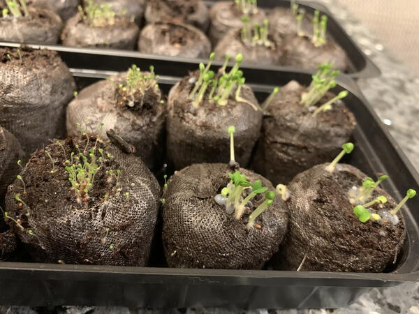 How To Grown Herbs From Scratch How To Grown Herbs From Scratch