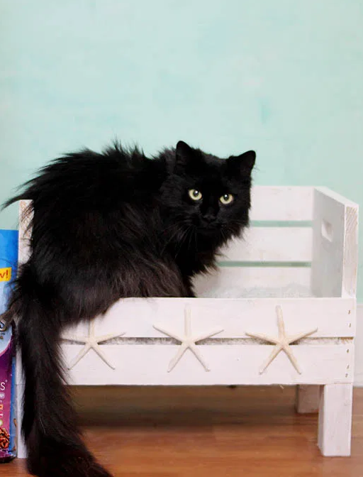 Coastal Vibes DIY Cat Bed Coastal Vibes DIY Cat Bed