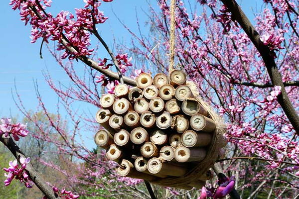How To Make A Diy Bee House For Mason Bees How To Make A Diy Bee House For Mason Bees