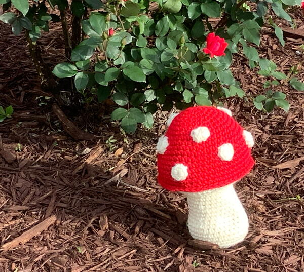 Chonky Mushroom Chonky Mushroom