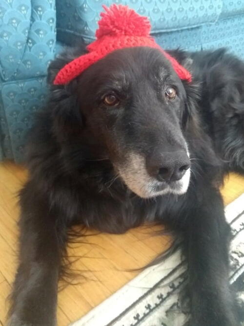 Cute Beanie For Large Dog Cute Beanie For Large Dog