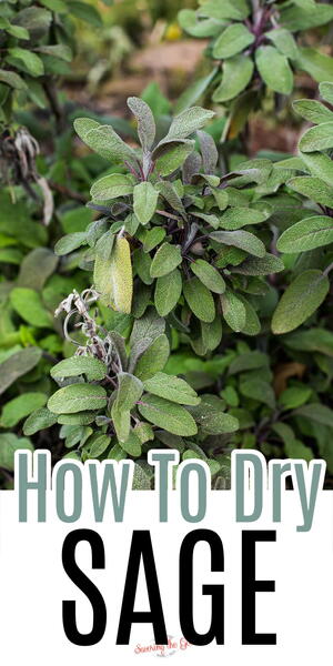 How To Dry Sage Leaves 4 Different Options How To Dry Sage Leaves. 4 Different Options