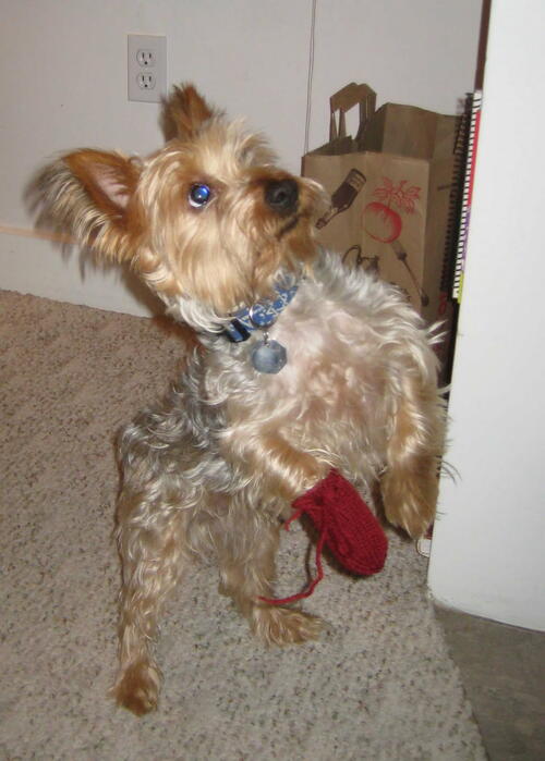 Paw Socks Pattern Paw Socks Pattern