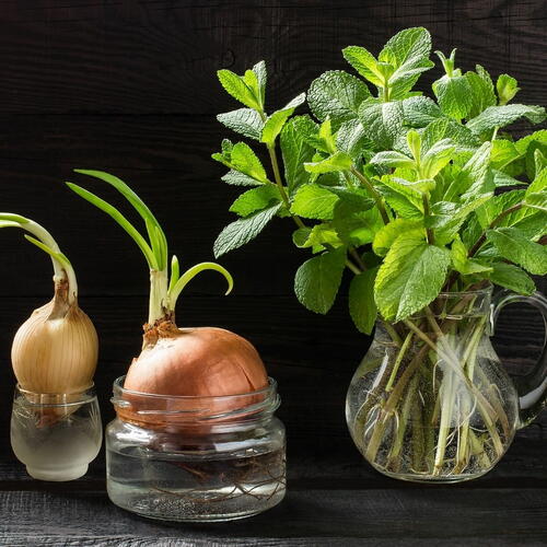 How To Grow Vegetables And Herbs From Scraps As Windowsill Plants How To Grow Vegetables And Herbs From Scraps As Windowsill Plants