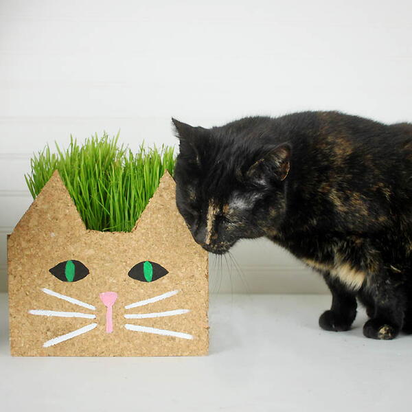 Cat Grass Planter DIY