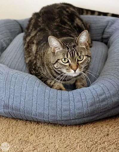 Recycled Sweater DIY Pet Bed