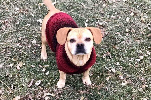 Crochet Dog Sweater In Medium Crochet Dog Sweater In Medium