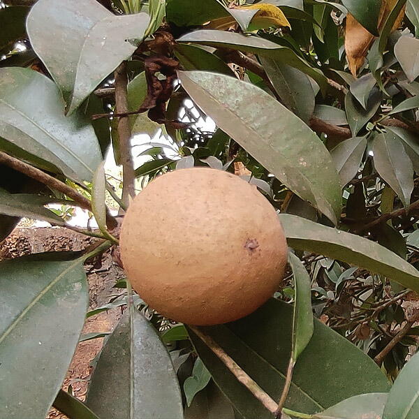 Sapodilla Sapodilla