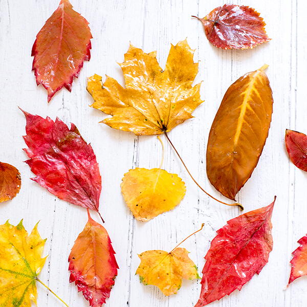 Waxed Fall Leaves Waxed Fall Leaves