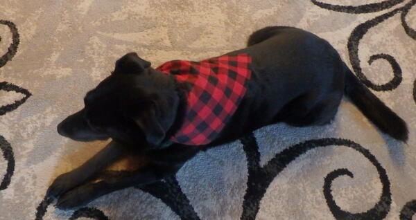 Every Girl Goes Crazy For A Sharp Dressed Puppy Dog Every Girl Goes Crazy For A Sharp Dressed Puppy Dog