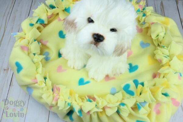 Dollar Tree No Sew Pet Bed Dollar Tree No Sew Pet Bed