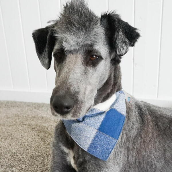 Free Dog Bandana Sewing Pattern Free Dog Bandana Sewing Pattern