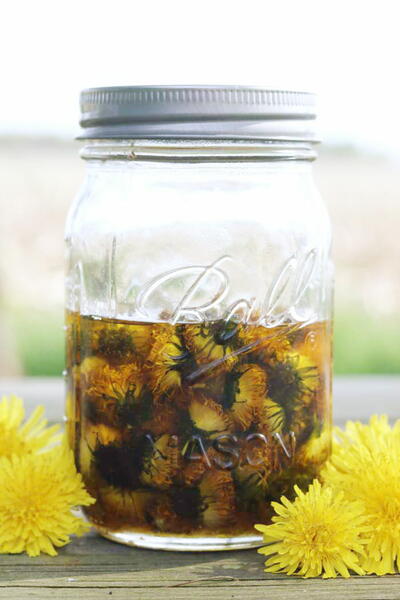 How To Make Dandelion Infused Oil How To Make Dandelion Infused Oil