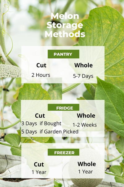 How Long Does Cantaloupe Last In The Fridge How Long Does Cantaloupe Last In The Fridge?