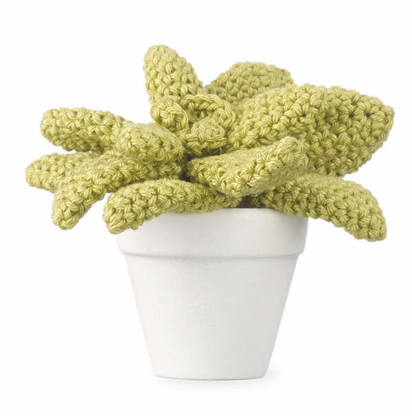 Moulded Wax Agave By Emma Varnam Moulded Wax Agave By Emma Varnam