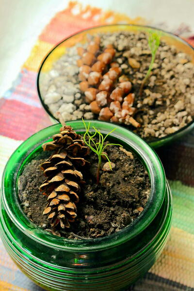 How To Grow A Tree From A Pine Cone How To Grow A Tree From A Pine Cone