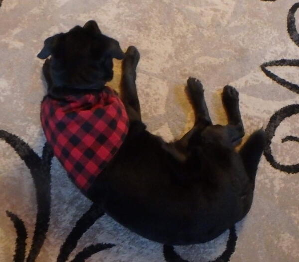 Sharp Dressed Puppy Dog Bandana Sharp Dressed Puppy Dog Bandana