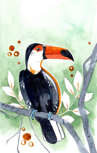Toco Toucan Toco Toucan
